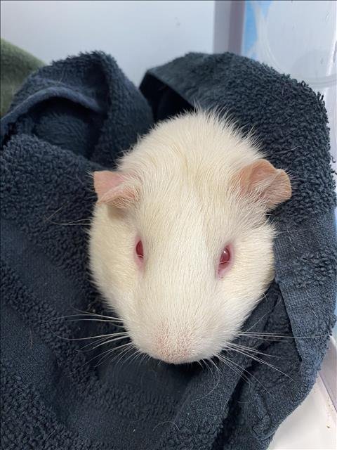 adoptable Guinea Pig in Los Angeles, CA named TALENTI