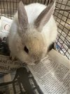 adoptable Rabbit in  named Q TIP