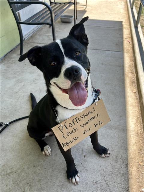 adoptable Dog in Los Angeles, CA named MAPLE