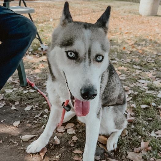 adoptable Dog in Los Angeles, CA named PENNY