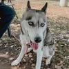 adoptable Dog in Los Angeles, CA named PENNY