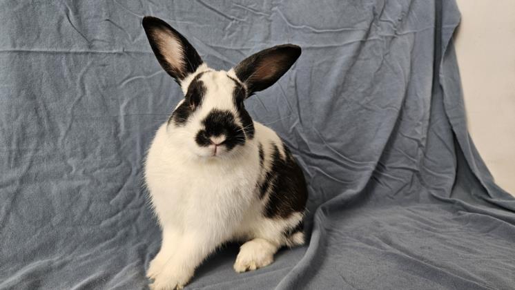 adoptable Rabbit in Los Angeles, CA named LIAM