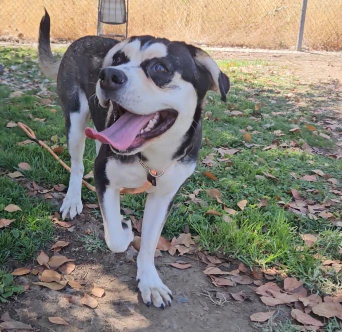 adoptable Dog in Los Angeles, CA named MONKEY