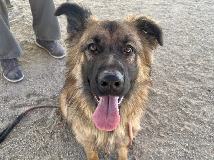 adoptable Dog in Los Angeles, CA named TINKER BELL