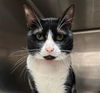 adoptable Cat in Los Angeles, CA named PHANTOM