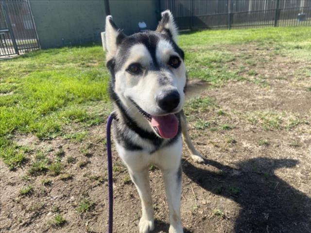 adoptable Dog in Los Angeles, CA named AJAX