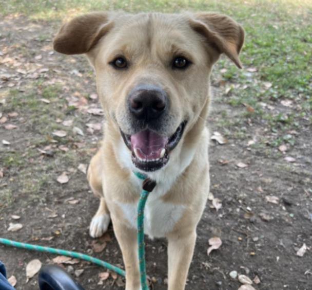 adoptable Dog in Los Angeles, CA named PEEP