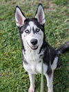 adoptable Dog in Los Angeles, CA named JACK FROST