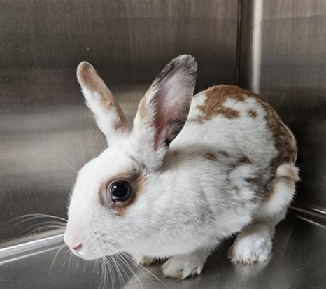 adoptable Rabbit in Los Angeles, CA named MUFFIN