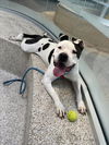 adoptable Dog in Los Angeles, CA named DAISY