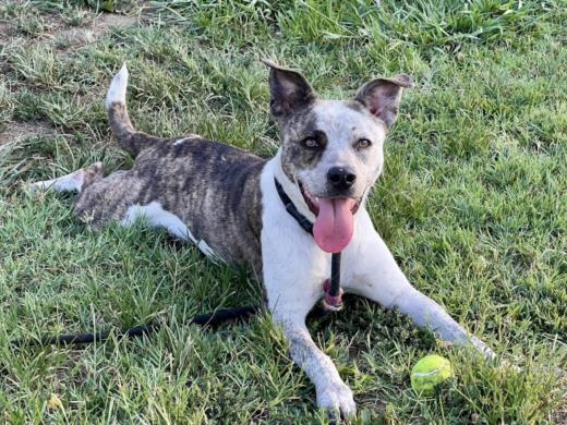 adoptable Dog in Los Angeles, CA named BETSY