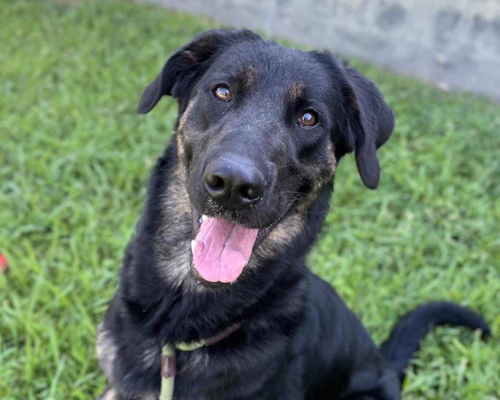 adoptable Dog in Los Angeles, CA named ALISTAIR