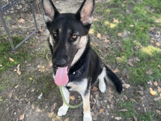 adoptable Dog in Los Angeles, CA named BAILEY