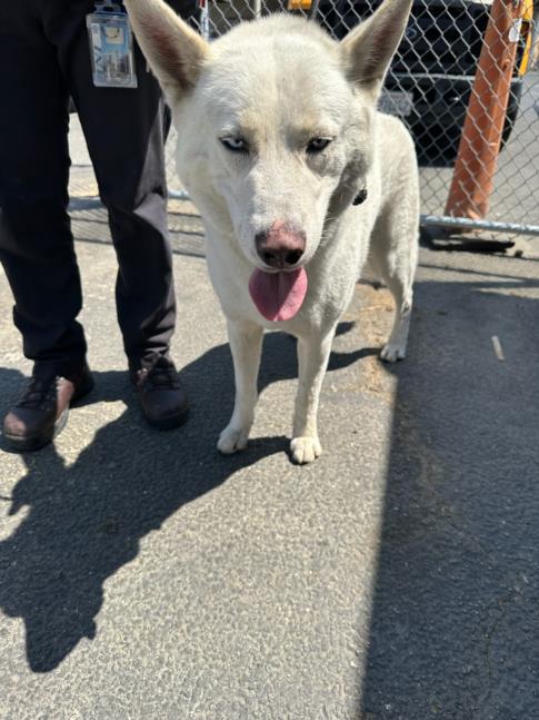 adoptable Dog in Los Angeles, CA named BEAR