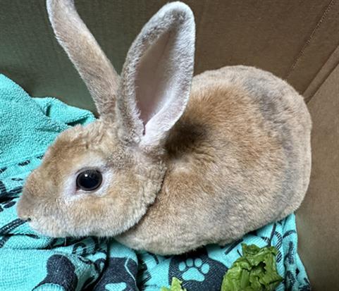 adoptable Rabbit in Los Angeles, CA named POM POM BALL