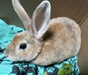 adoptable Rabbit in  named POM POM BALL