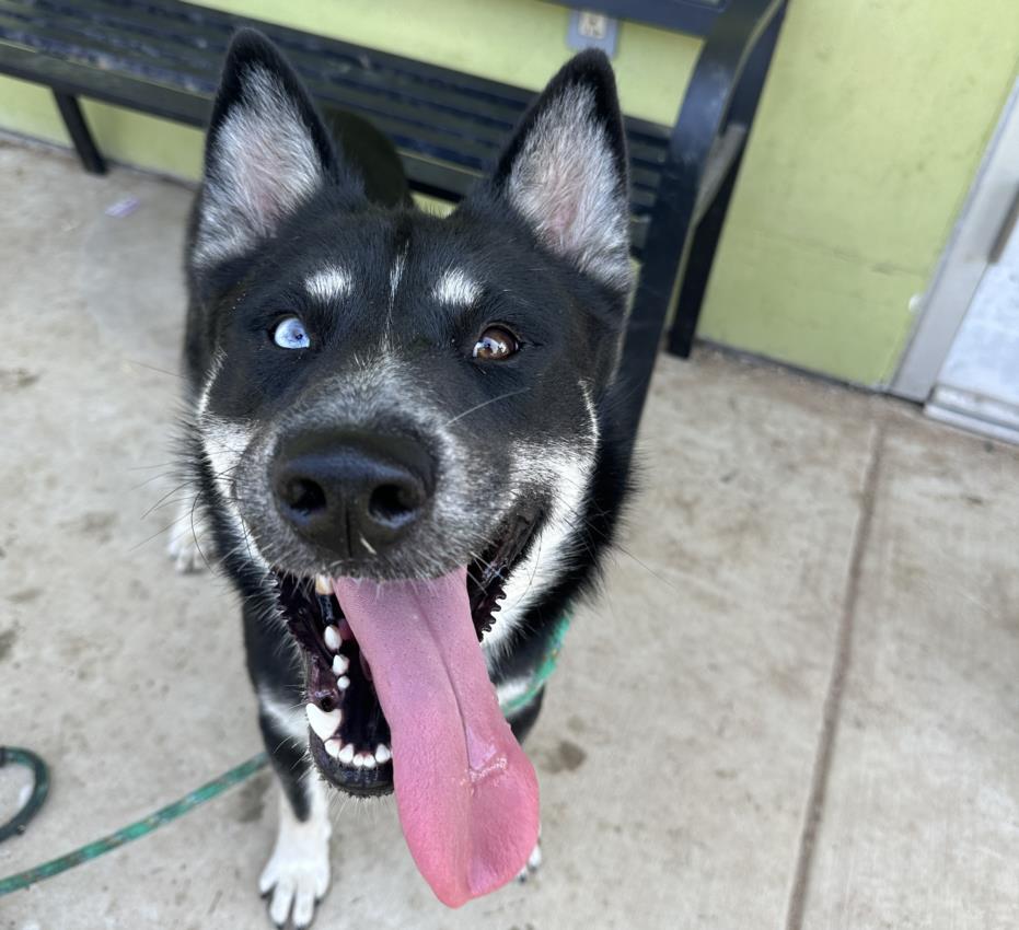 adoptable Dog in Los Angeles, CA named BLIZZARD