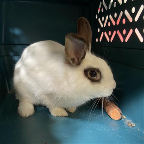 adoptable Rabbit in Los Angeles, CA named GLASSES