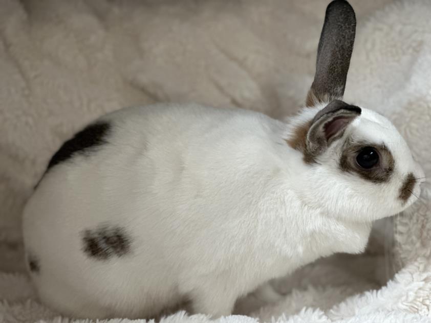 adoptable Rabbit in Los Angeles, CA named CLOUD