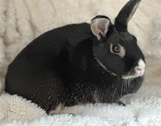 adoptable Rabbit in Los Angeles, CA named OREO