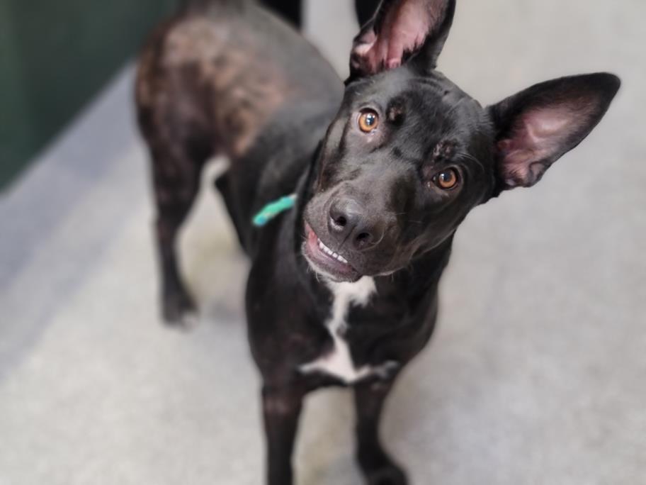 adoptable Dog in Los Angeles, CA named MATILDA