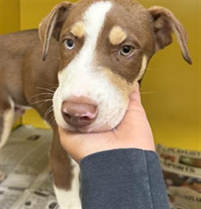 adoptable Dog in Los Angeles, CA named PEANUT BUTTER