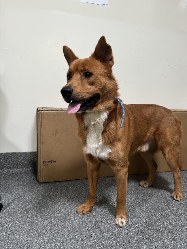 adoptable Dog in Los Angeles, CA named ROMAN