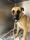 adoptable Dog in Los Angeles, CA named SHEBA