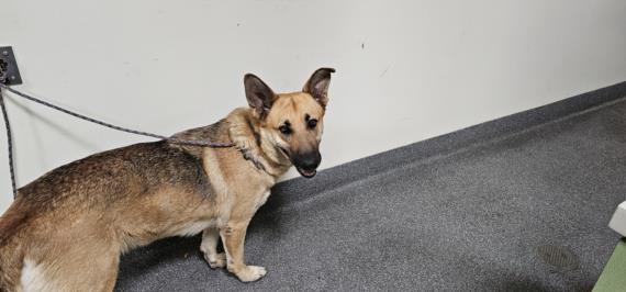 adoptable Dog in Los Angeles, CA named LINDA