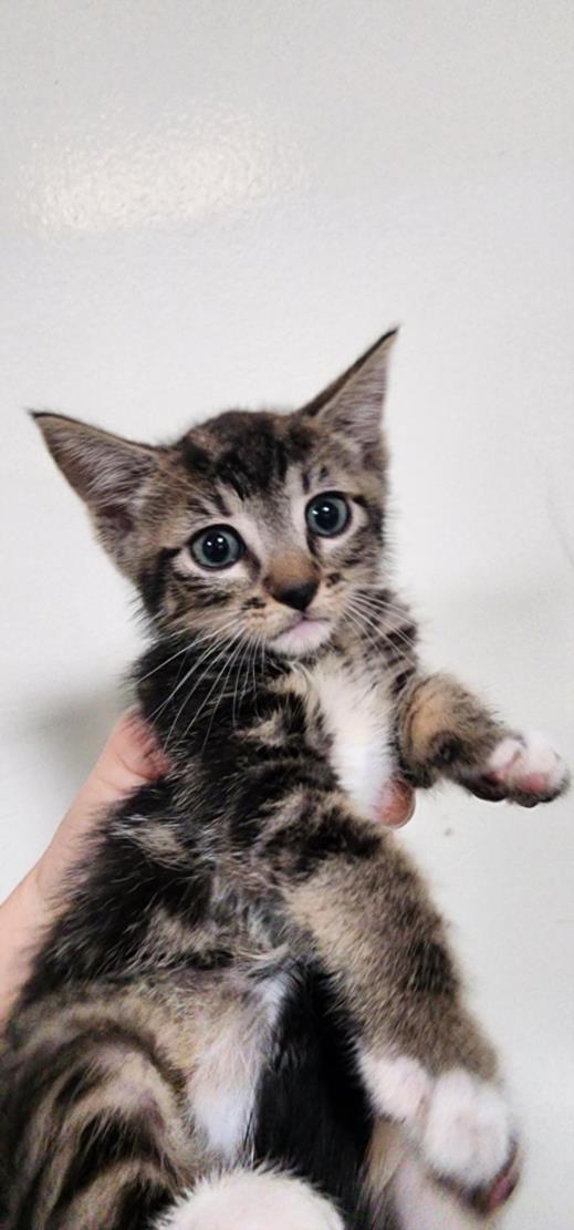 adoptable Cat in Los Angeles, CA named HABANERO