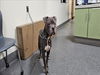 adoptable Dog in Los Angeles, CA named BOSCO