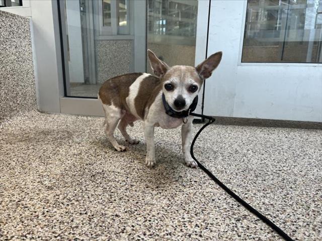 adoptable Dog in Los Angeles, CA named MAX