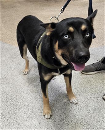 adoptable Dog in Los Angeles, CA named BLUEY