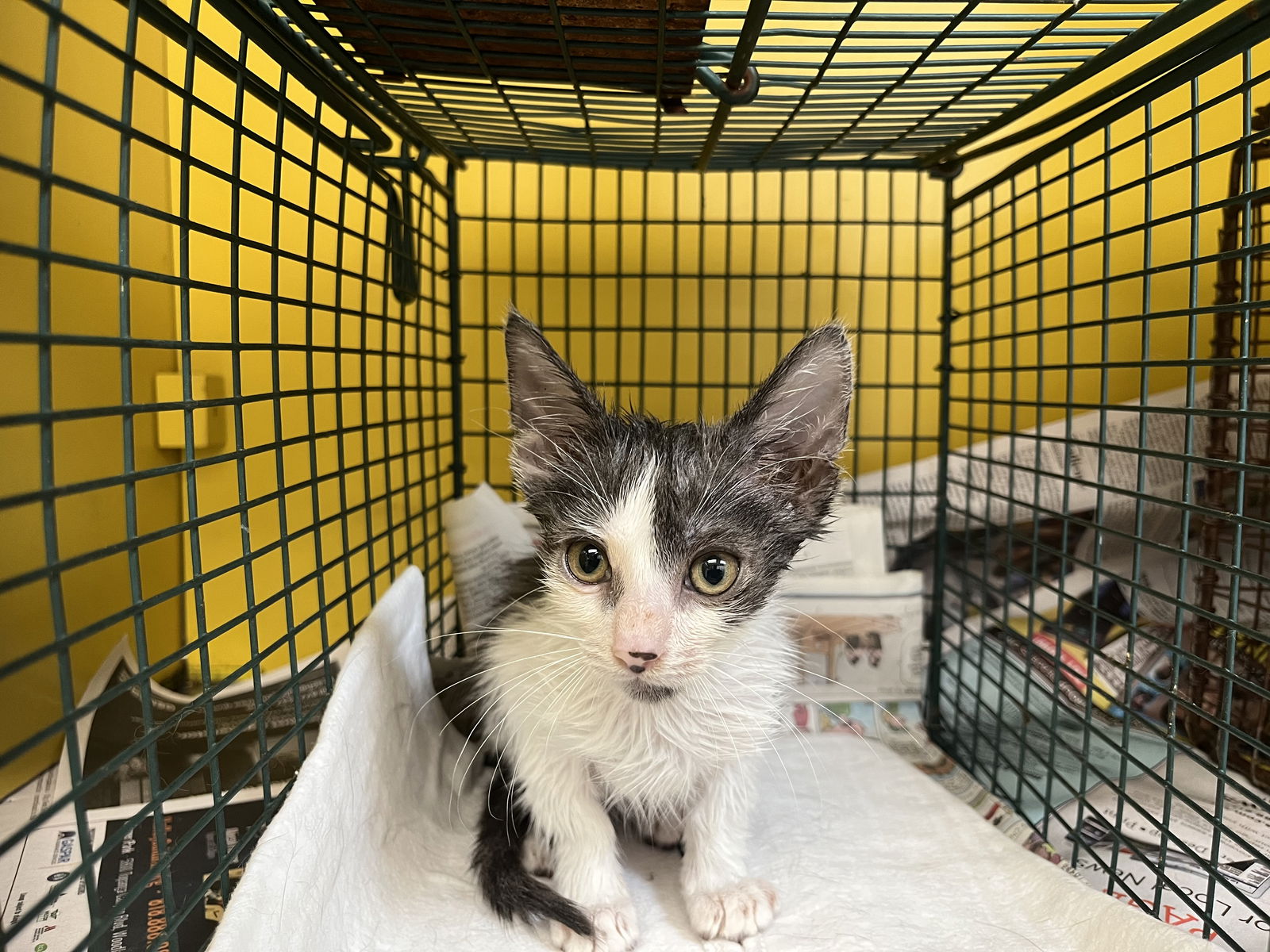 adoptable Cat in Los Angeles, CA named DUMPLING