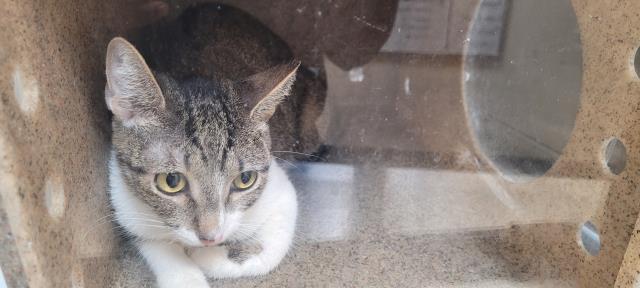 adoptable Cat in Los Angeles, CA named KEYTA