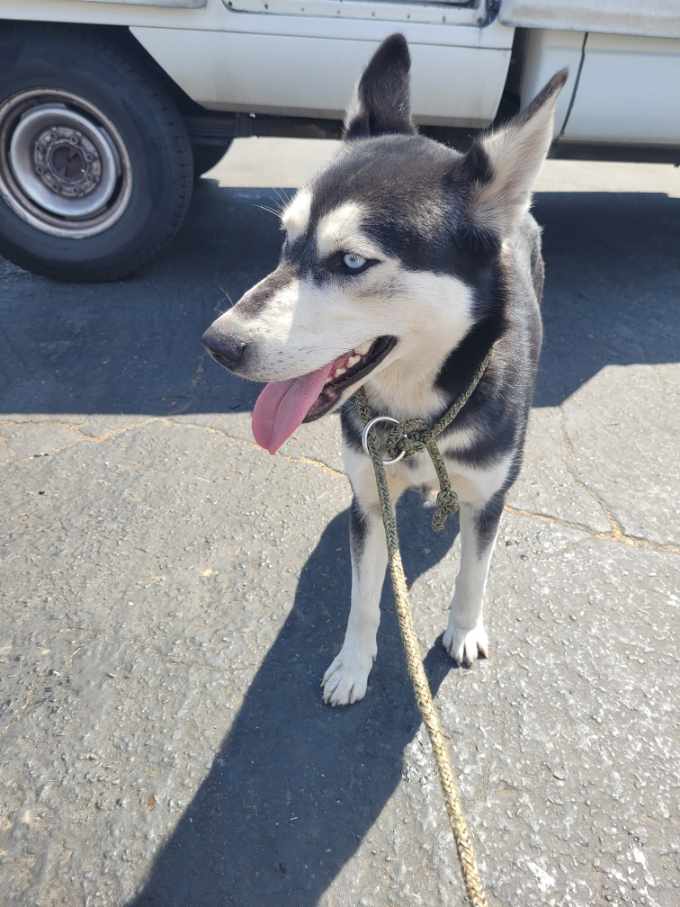 adoptable Dog in Los Angeles, CA named LAIKA