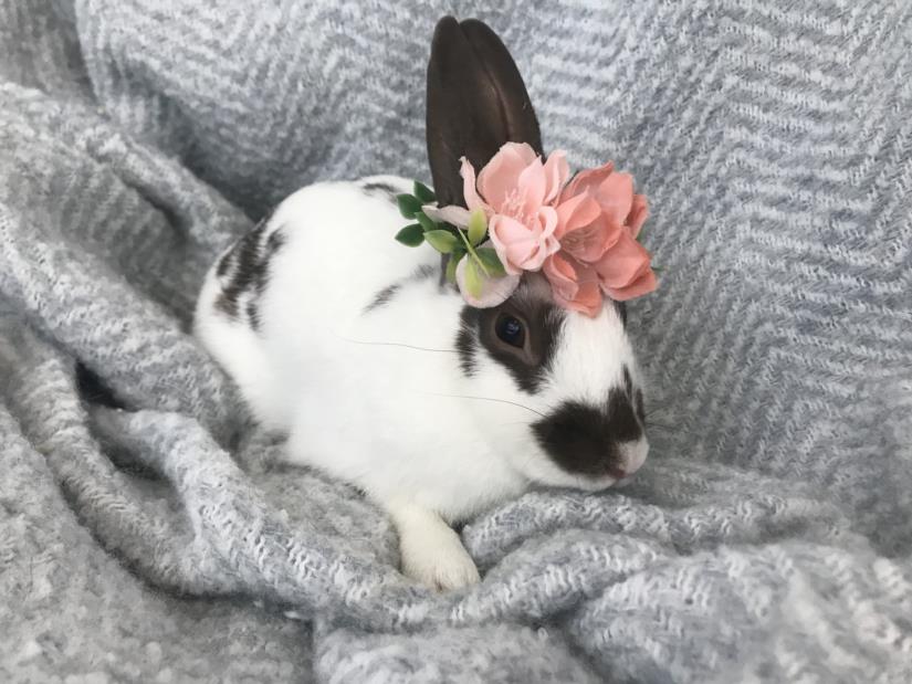 adoptable Rabbit in Los Angeles, CA named CARAMELA