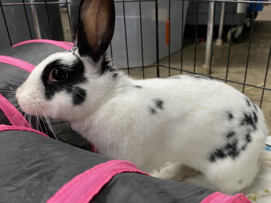 adoptable Rabbit in Los Angeles, CA named ASHLEY