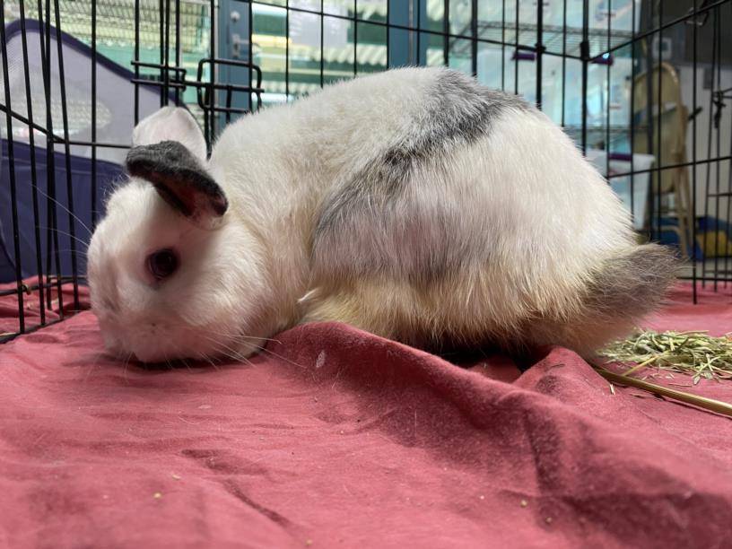 adoptable Rabbit in Los Angeles, CA named FLUFF