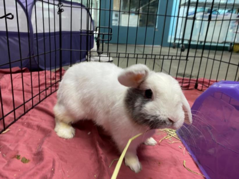 adoptable Rabbit in Los Angeles, CA named NUTTER