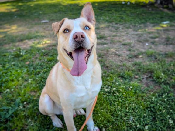 adoptable Dog in Los Angeles, CA named NEAL