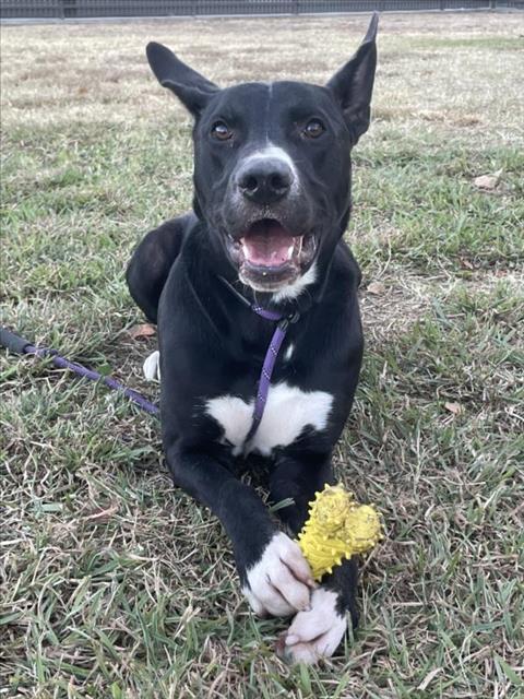 picture of the dog needing adoption