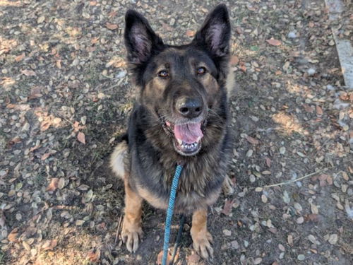 picture of the dog needing adoption