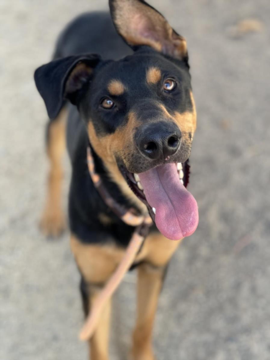 adoptable Dog in Los Angeles, CA named VELCRO