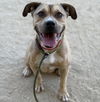 adoptable Dog in  named ANNABELLE