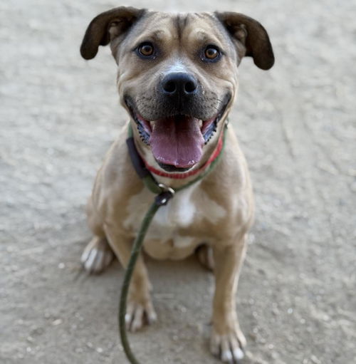 picture of the dog needing adoption