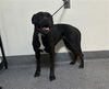 adoptable Dog in Los Angeles, CA named PRINCESAS