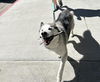 adoptable Dog in  named ARTHUR