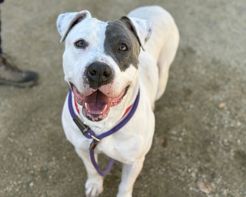 picture of the dog needing adoption