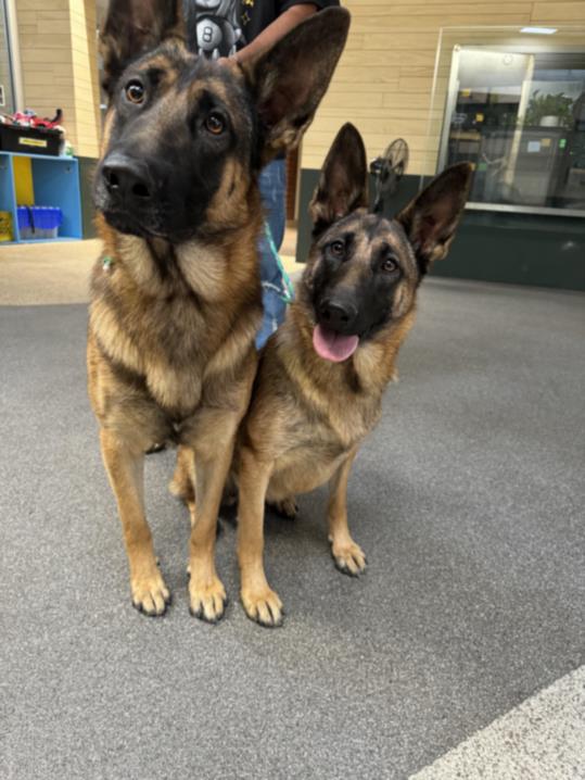 adoptable Dog in Los Angeles, CA named MACHO